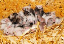 研究發現小鼠擁有腦迴路可以防止它們選擇生病的配偶