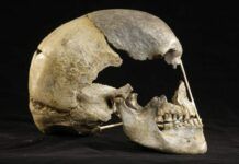 科學家利用45000年前頭骨的DNA重建最古老的現代人類基因組
