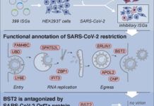 COVID-19研究：科學家發現了對抗SARS-CoV-2感染的人類基因