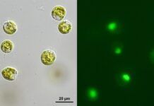 研究發現飢餓的綠藻更喜歡吃活細菌