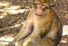 為享受日光浴？24隻猴子從德國一所動物園逃出