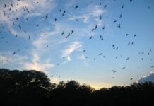 風險評估：如果冠狀病毒感染擴散到北美蝙蝠 後果可能是災難性的