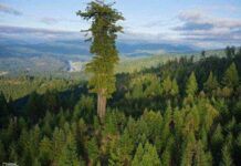 世界上最高的樹——紀錄再次被刷新