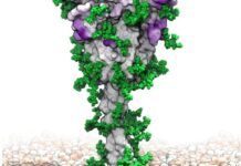 全新SARS-CoV-2刺突糖蛋白動態模型揭示潛在的新COVID疫苗靶點