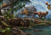 中國東北熱河生物群發現遠古穴居哺乳動物：距今約1.2億年