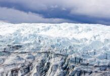 科學家意外通過1966年找到的冰芯發現格陵蘭冰原下的植物化石
