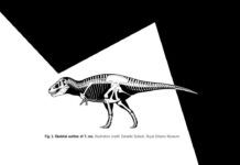 研究估計在白堊紀時期的北美洲 大約每38.6平方英里就有一隻霸王龍