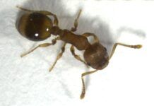 研究發現螞蟻對防疫社會隔離的反應竟然與人類相似