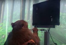 Neuralink發布最新視頻：展示猴子用腦電波玩《Pong》游戲