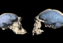 非洲最早智人種群擁有類似猿類的原始大腦 只有現代人類大腦的一半大小
