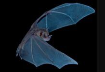 科學家通過分析蝙蝠的糞便來確定過去4300年里它們的飲食是如何變化的