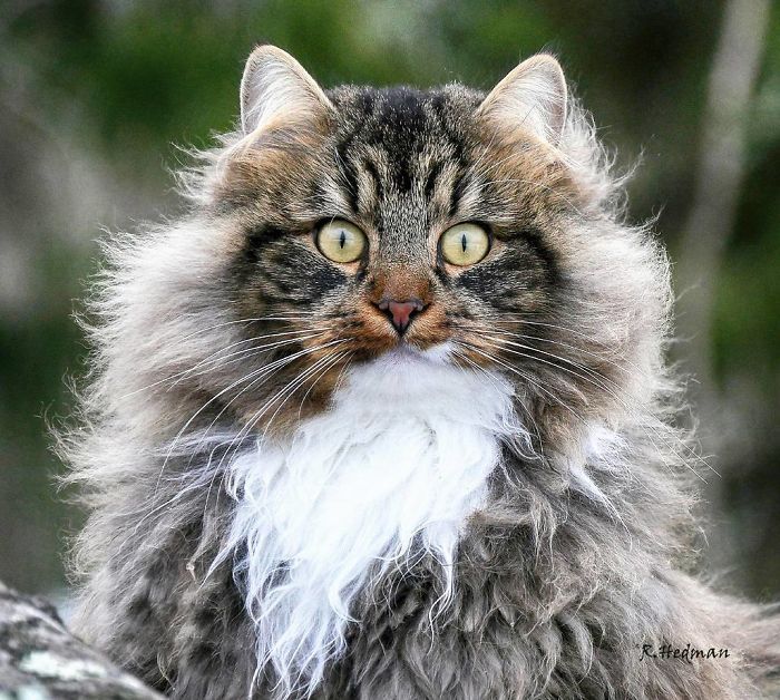 是牠們的季節！30張「活躍在雪地」的挪威森林貓　蓬鬆毛毛變成一顆球～