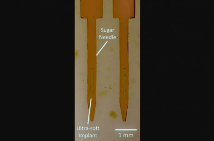 科學家開發「迄今為止最柔軟的大腦植入物」 通過可溶解的糖針送達