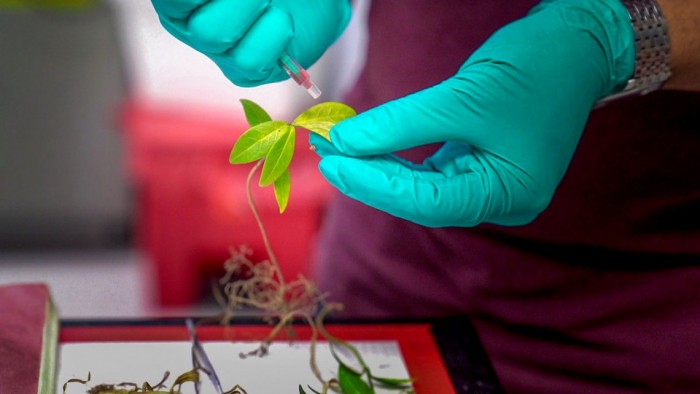 科學家開發AquaDust新材料 可測量植物葉片中的水分狀況