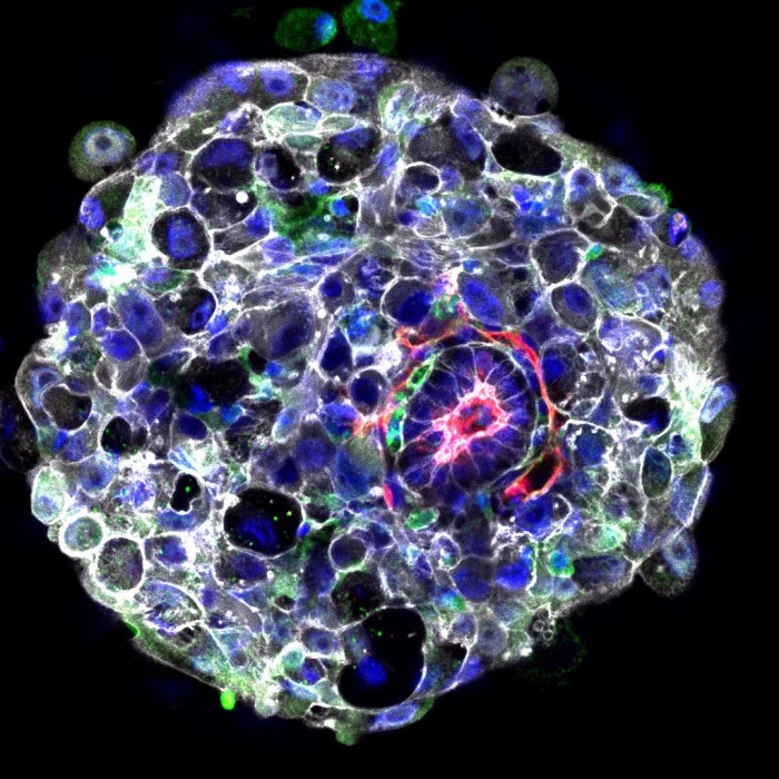 發育中最神秘但又最關鍵的階段：人類胚胎中的關鍵分子事件得到確認