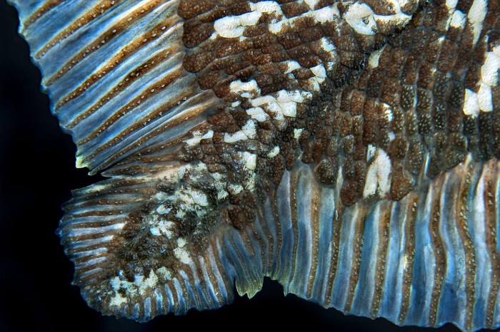 研究人員發現一些腔棘魚可能活了近一個世紀