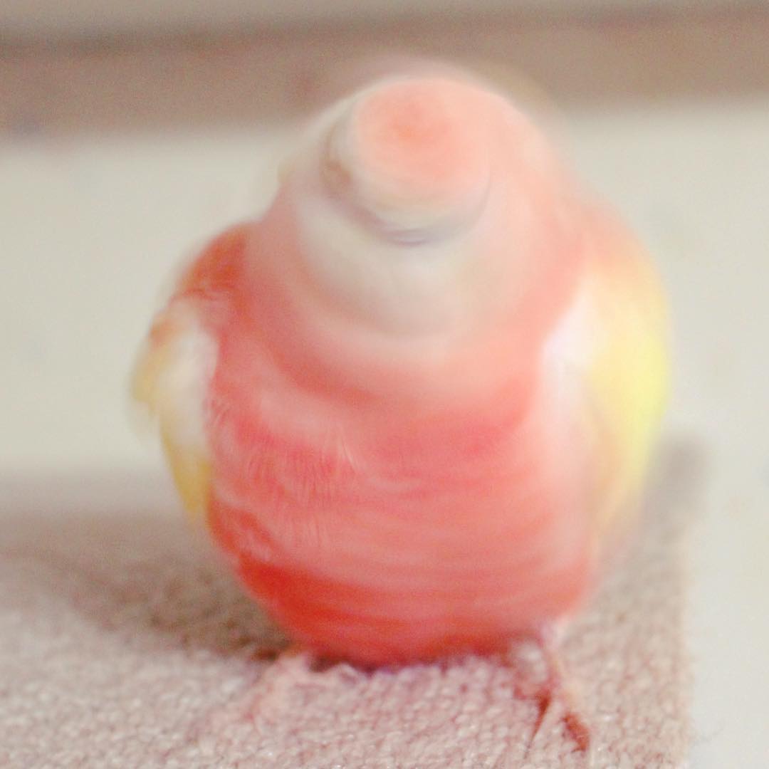 不是假的唷～日本「草莓牛奶色鸚鵡」大紅　網讚嘆高顏值：鸚鵡界橋本環奈