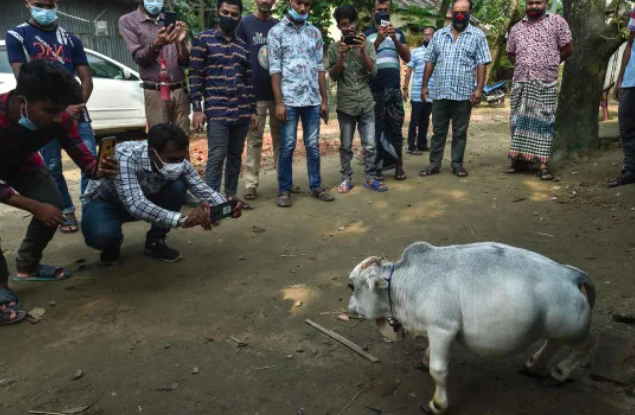 不甩疫情封鎖！孟加拉上萬人擠爆農場　只為看「初生超迷你小牛」