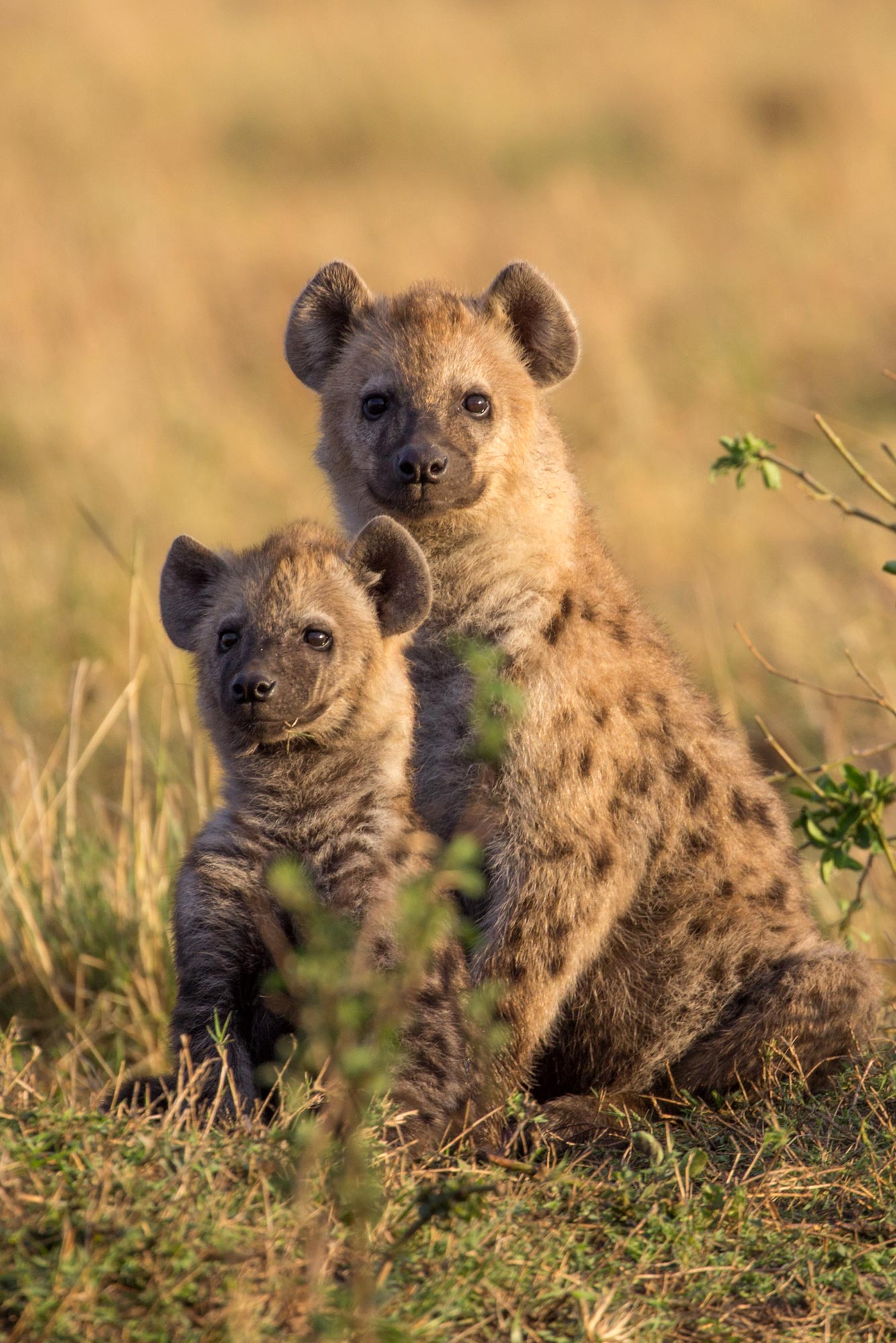研究發現鬣狗母親可以將其社會地位和「狗脈」傳遞給幼崽