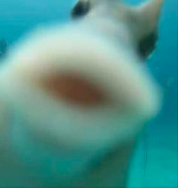 我是明星了？可愛魚魚發現「水下攝影機」　自動送上香吻：粉絲們好～