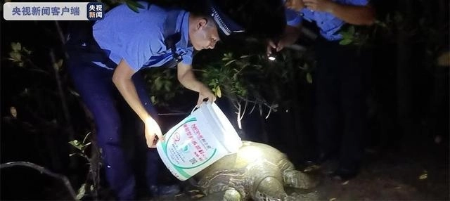 三亞紅樹林發現200斤患病巨龜：身體虛弱無法爬行、還留著眼淚