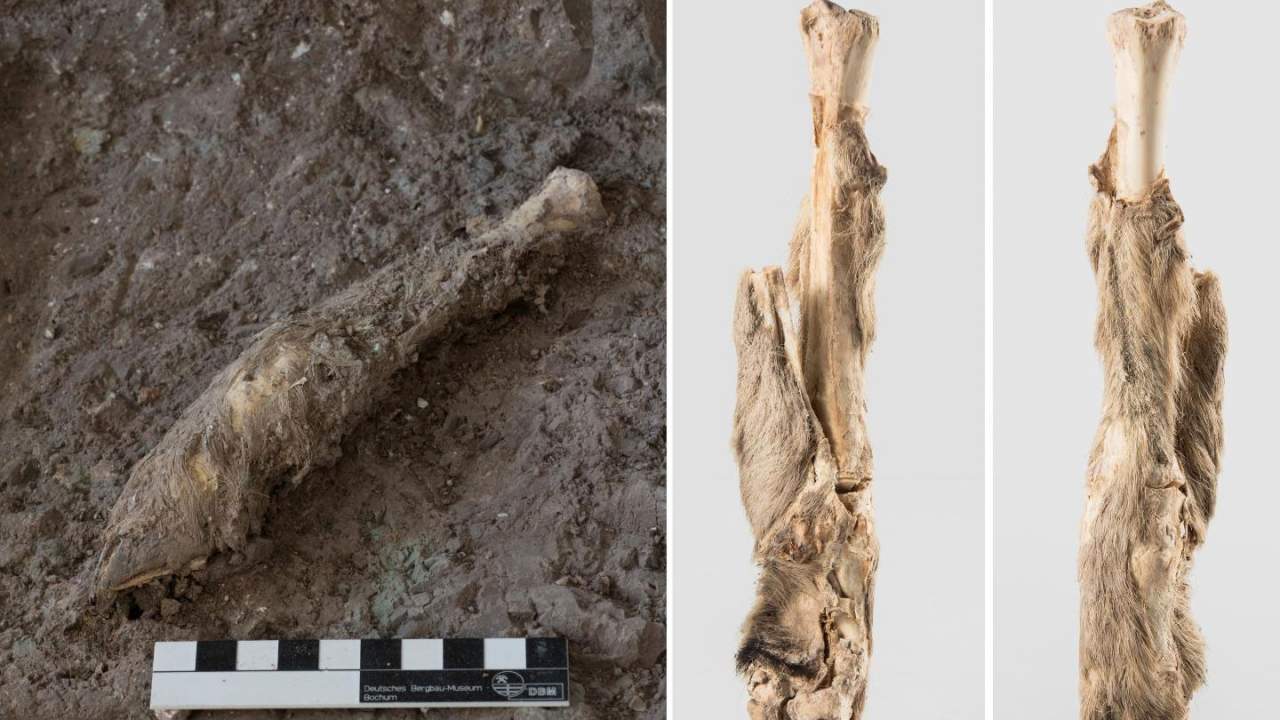 科學家從1600年前的羊腿木乃伊中提取DNA