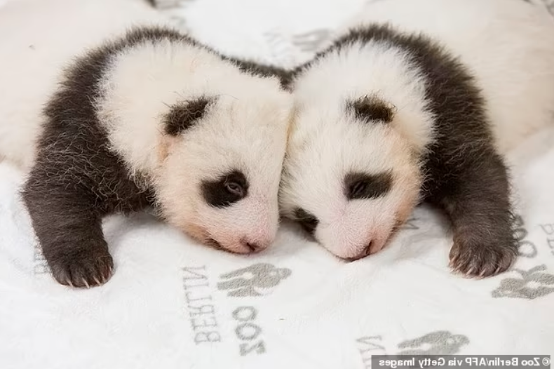 復育有成！　中國驚喜宣布：大熊貓「脫離瀕危物種」