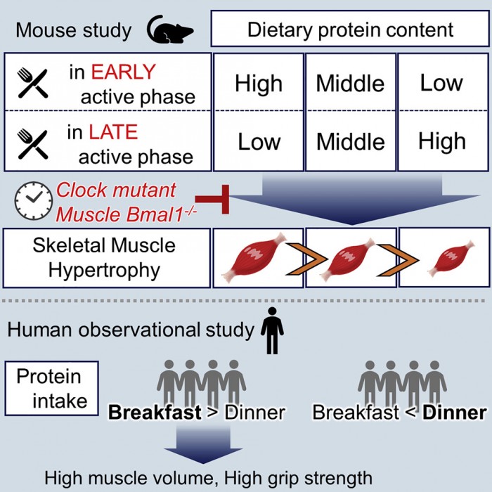 研究：在早餐時攝入更多蛋白質可促進骨骼肌的健康和生長