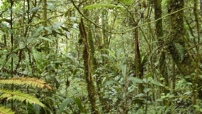 新指數對熱帶雨林對氣候和人類影響的脆弱性進行評級