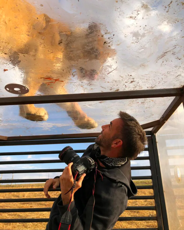 這畫面怎麼有聲音？攝影師捕捉「獅子王」高站巡視領地　網看腳下嚇壞