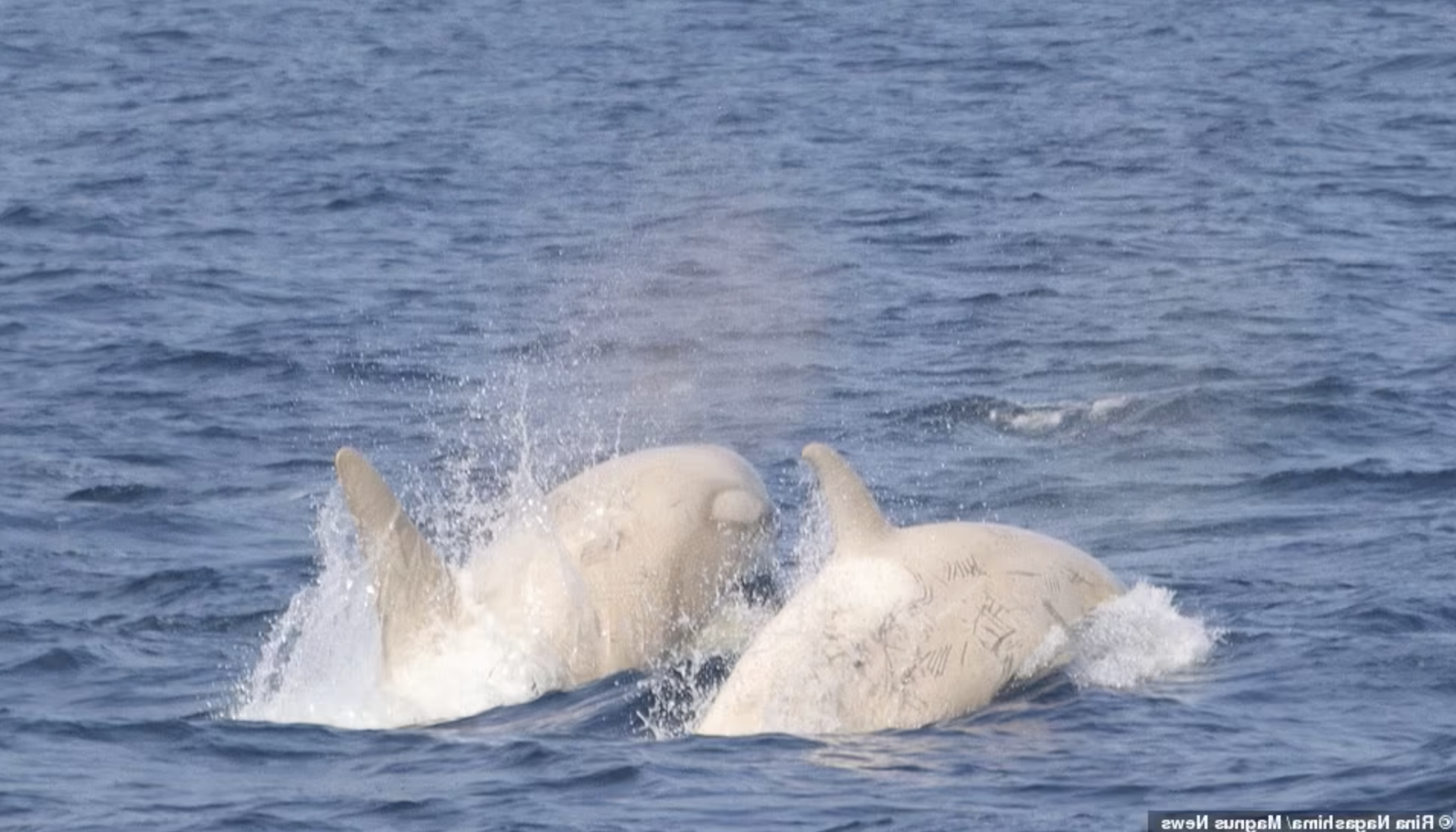 奇蹟！罕見「白色虎鯨」躍身海面　身旁跟「複製迷你版」更讓人驚喜❤️