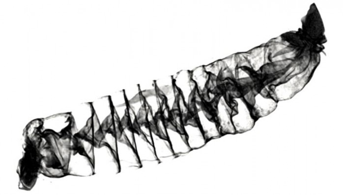 無需解剖：研究人員創建出鯊魚腸道高解析度3D圖像