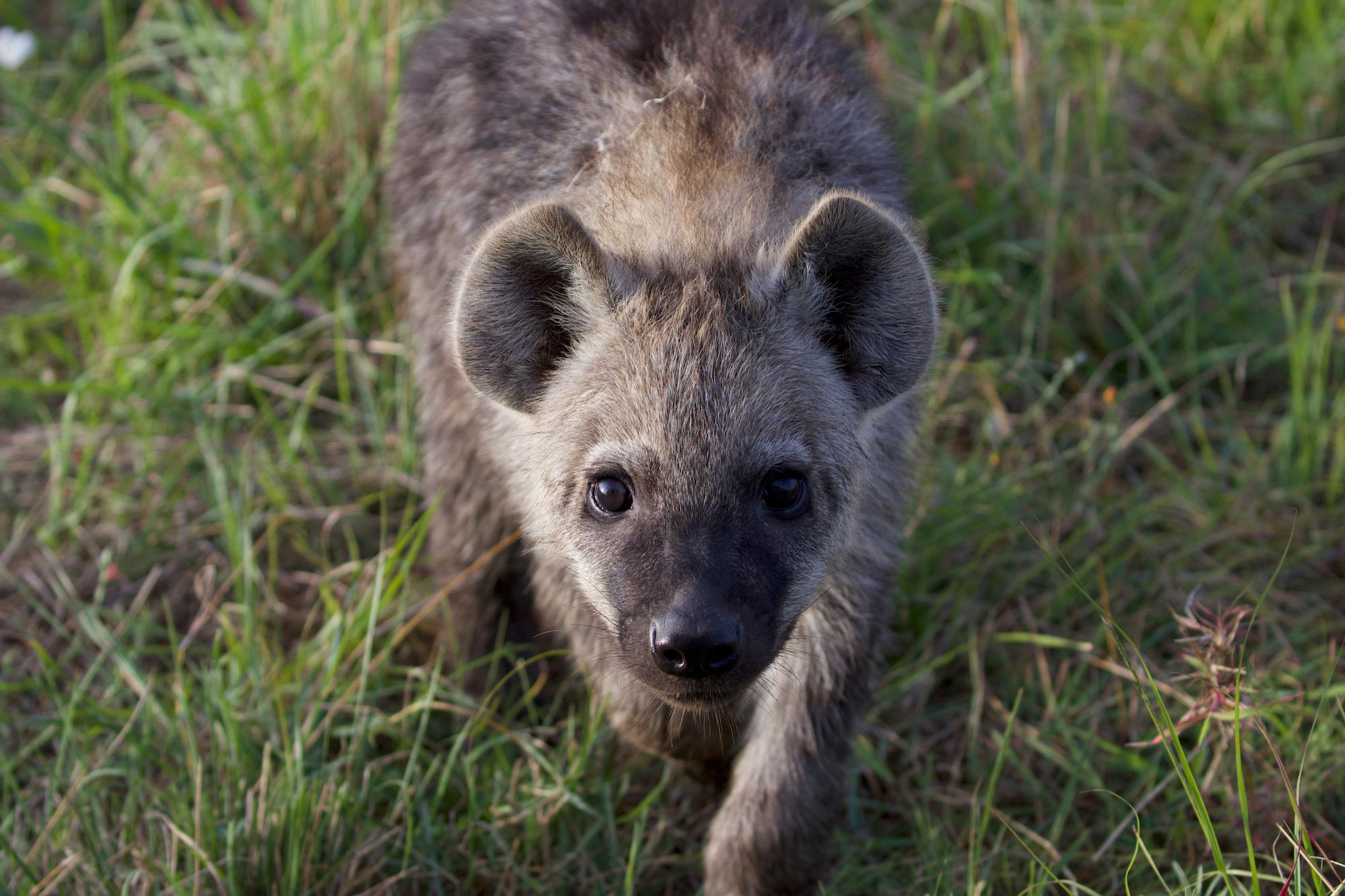 研究發現鬣狗母親可以將其社會地位和「狗脈」傳遞給幼崽