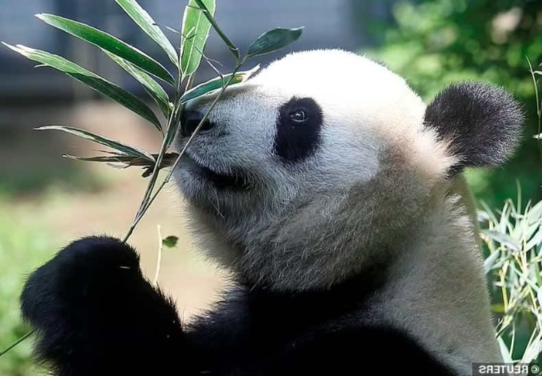 復育有成！　中國驚喜宣布：大熊貓「脫離瀕危物種」