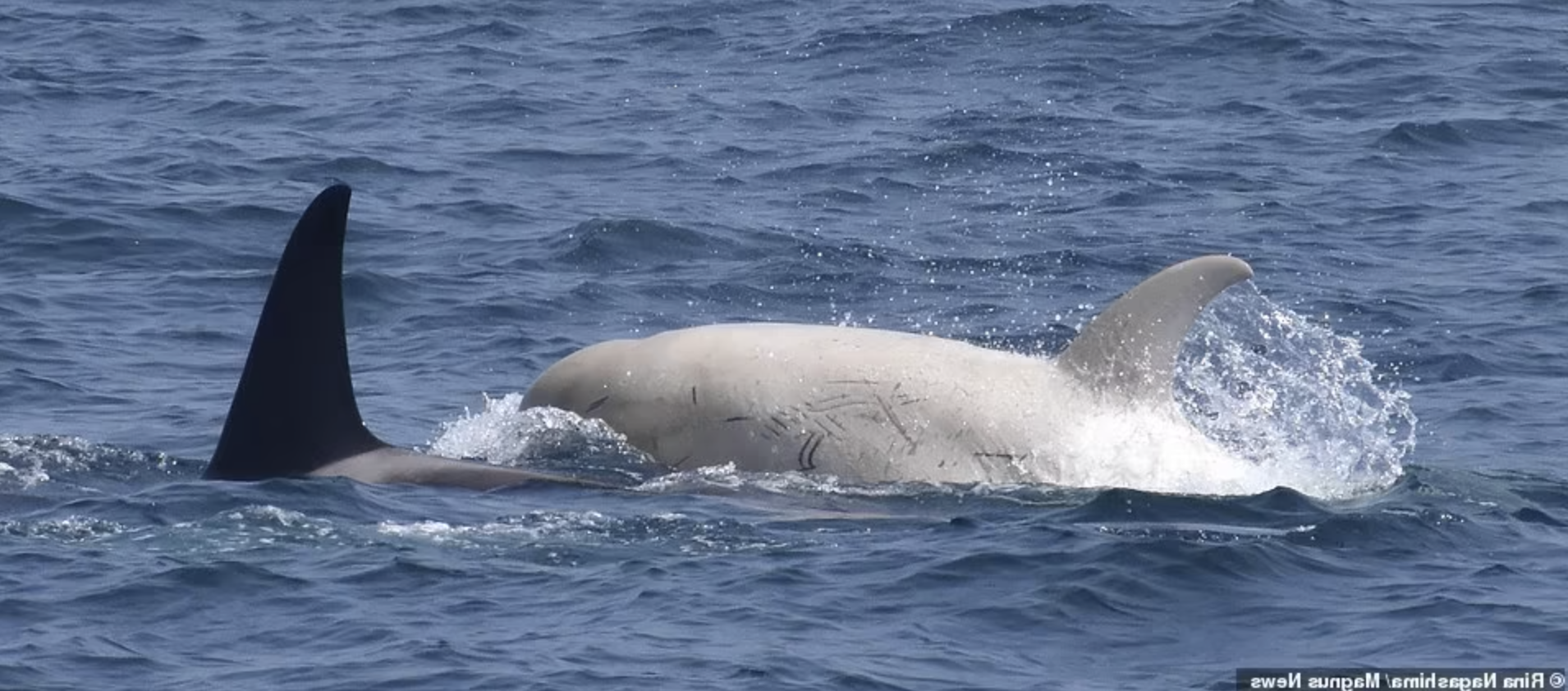 奇蹟！罕見「白色虎鯨」躍身海面　身旁跟「複製迷你版」更讓人驚喜❤️