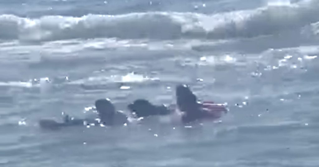 15歲少女海中掙扎！　2隻救援犬跳水「給她抱住」超英勇：救她是我們的使命