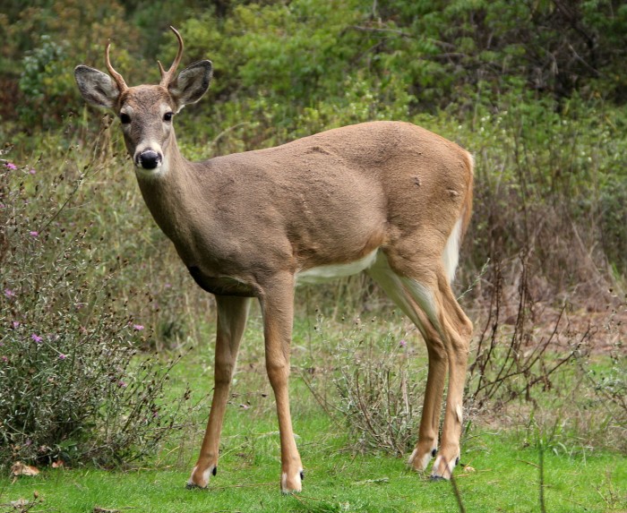 野生動物大范圍中招：美國40%野生白尾鹿檢測到新冠中和抗體
