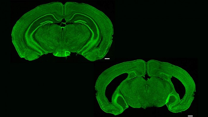 研究人員研究小鼠大腦以了解記憶中心的情況