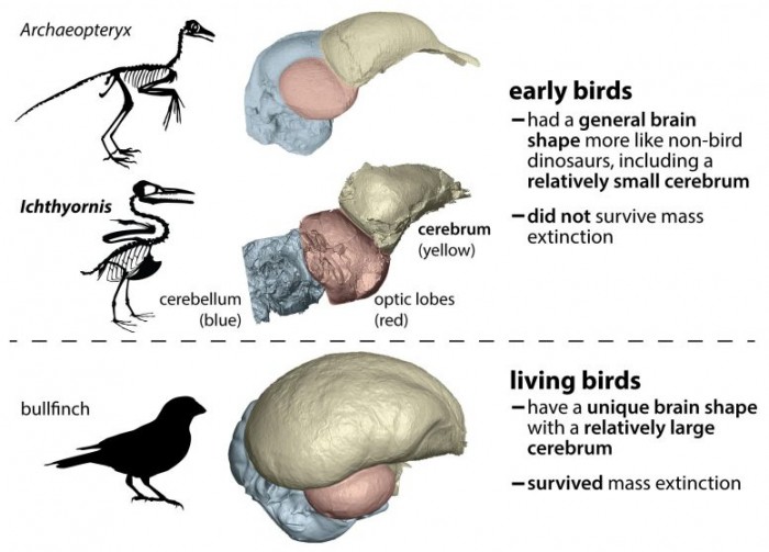 研究發現獨特的大腦結構可能是現存鳥類祖先在大滅絕中倖存下來的原因