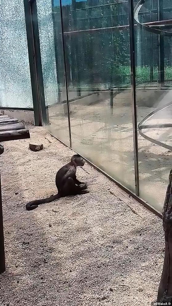 猩球崛起！動物園猴子舉石頭「敲碎玻璃」　飼育員：這隻特別聰明