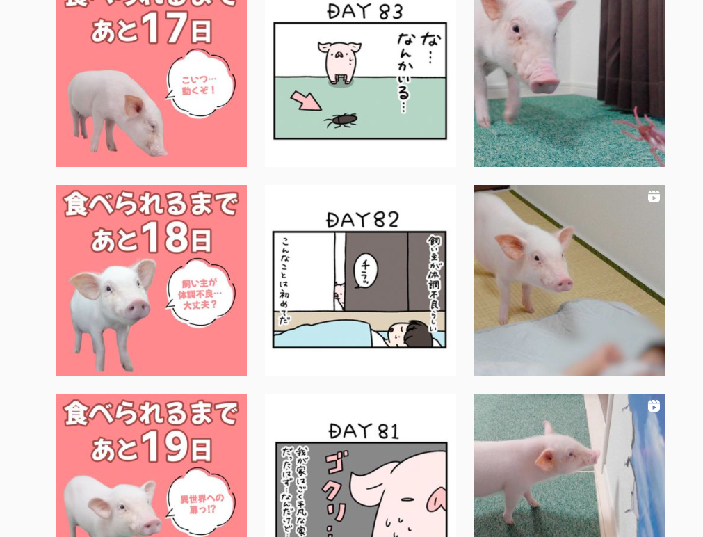 100天，廣大網友見證了寵物豬變成烤豬的過程