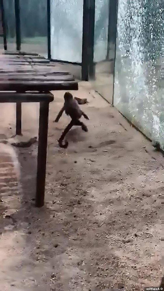 猩球崛起！動物園猴子舉石頭「敲碎玻璃」　飼育員：這隻特別聰明