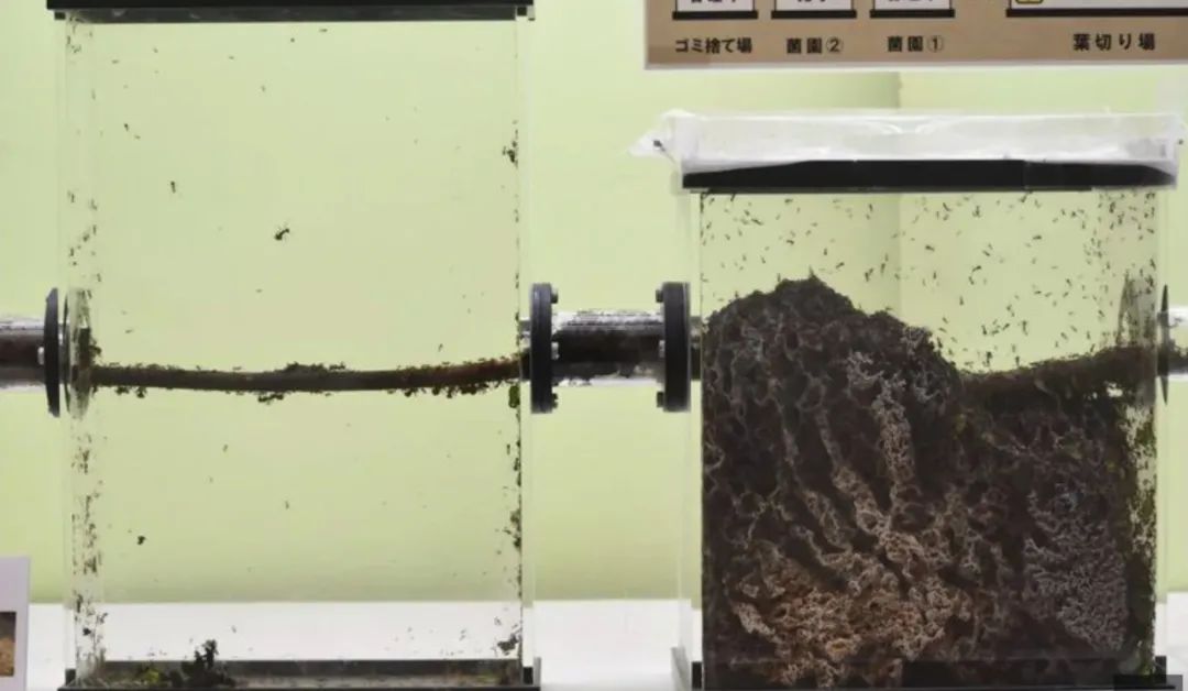 一場螞蟻滅絕的展覽，讓日本人看到了「少子化」的未來