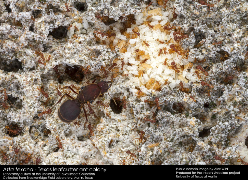一場螞蟻滅絕的展覽，讓日本人看到了「少子化」的未來