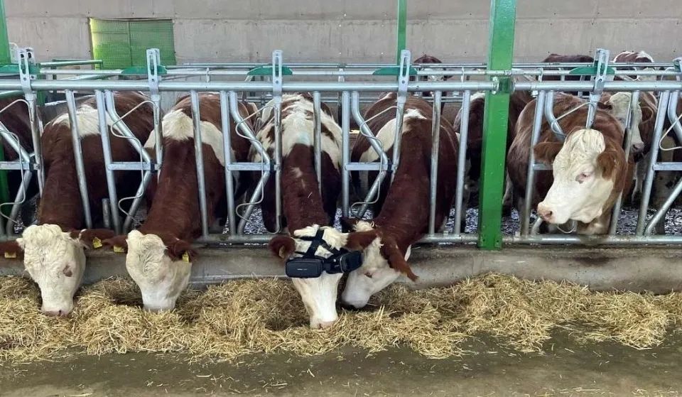 農場主正在用VR眼鏡來提升奶牛的產奶量