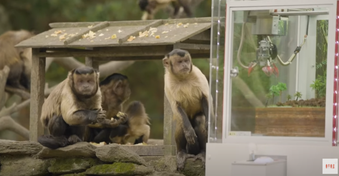 人類正在試圖教會猴子玩抓娃娃機