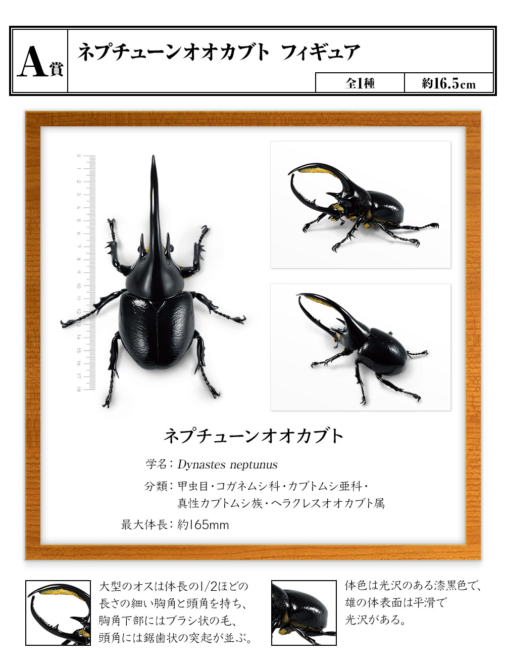 甲虫王者 ムシキングフギュア大型7体 | www.csi.matera.it