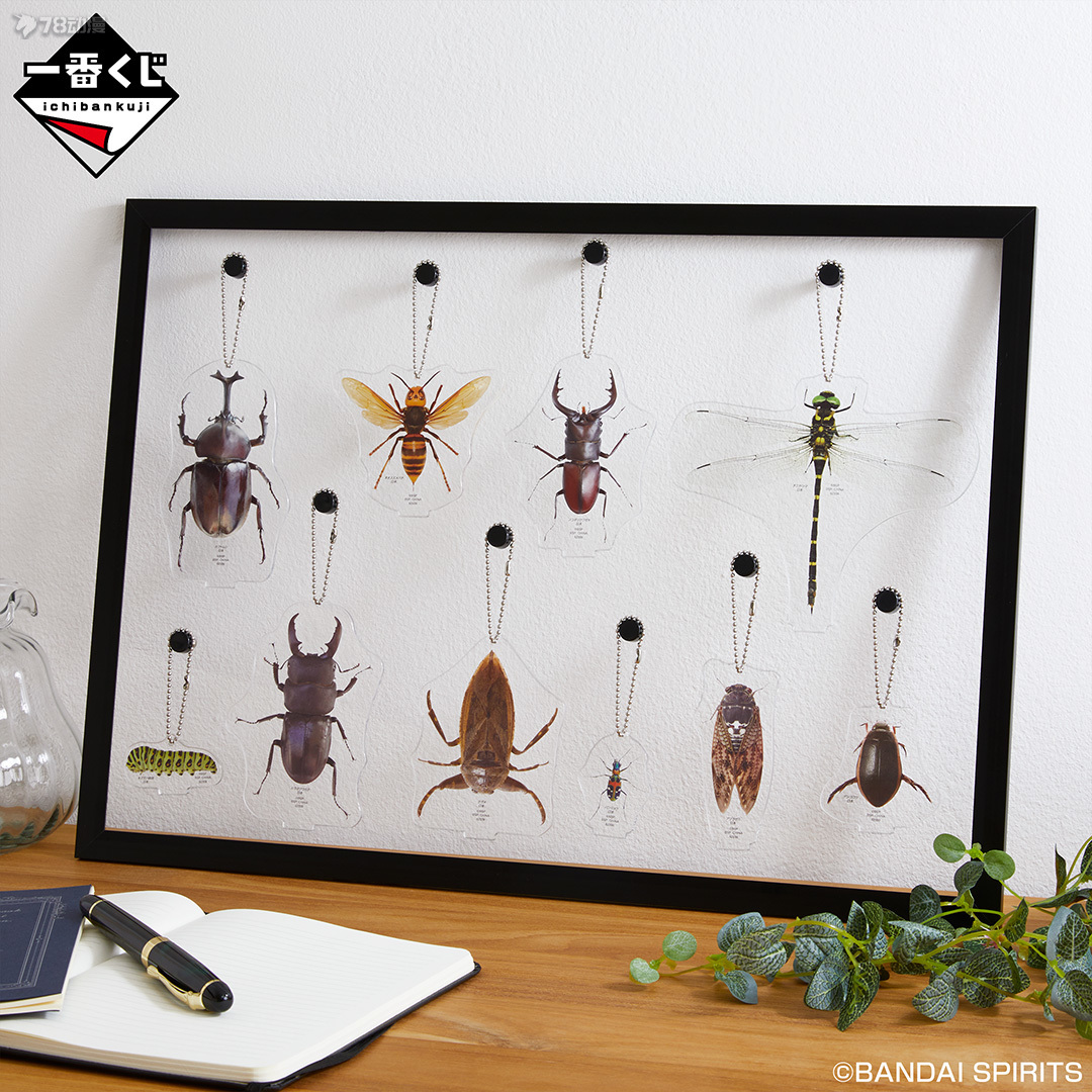 BANDAI: 22年7月 一番賞昆蟲 世界昆蟲博物館 官方實物圖
