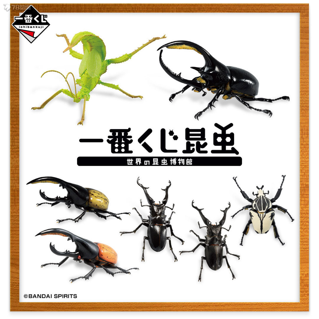 BANDAI: 22年7月 一番賞昆蟲 世界昆蟲博物館 官方實物圖